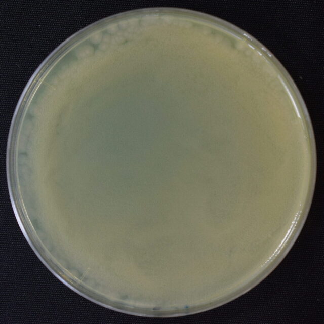 緑膿菌　シャーレ