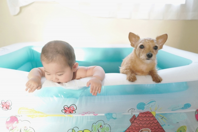赤ちゃん 犬 プール