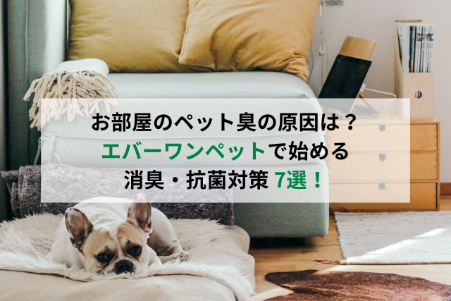 犬　ソファ　部屋