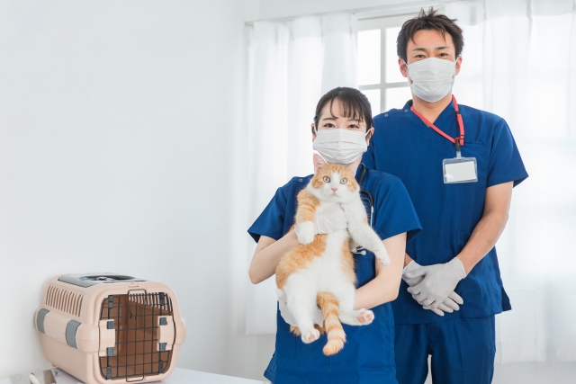 医者　猫