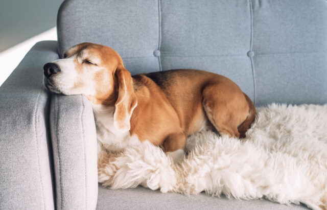 犬 ソファ