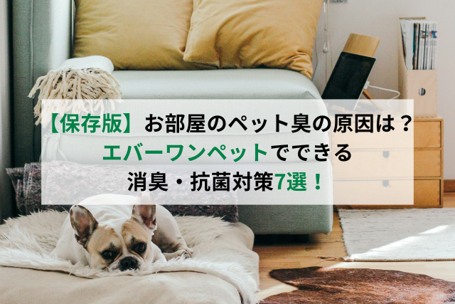 犬　ソファ　部屋