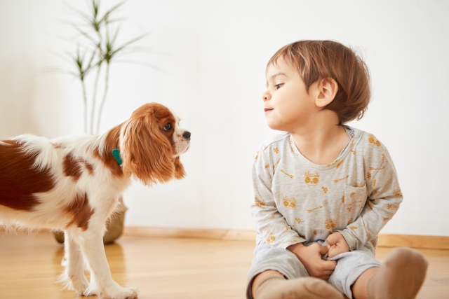 犬 赤ちゃん 子ども