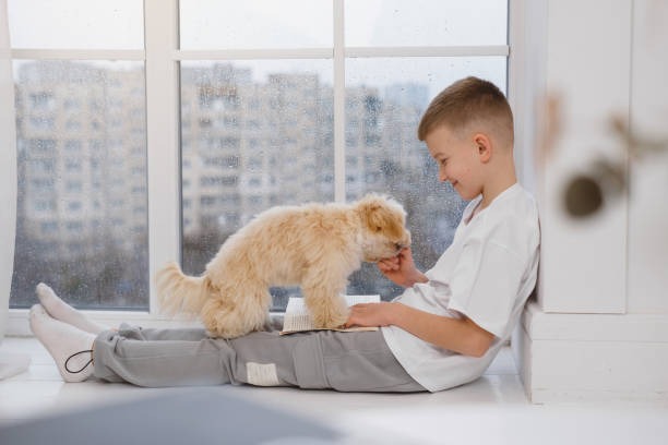 窓 犬 男の子