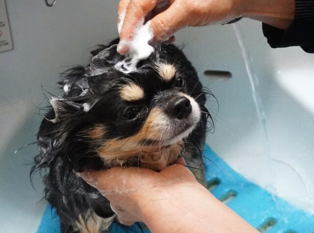 チワワ　シャンプー