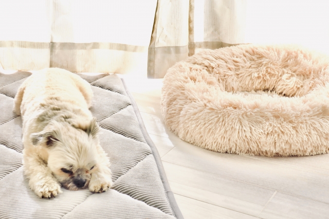 犬　クッション　部屋