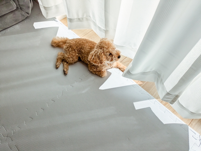 カーテン　犬　部屋