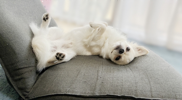 犬　クッション